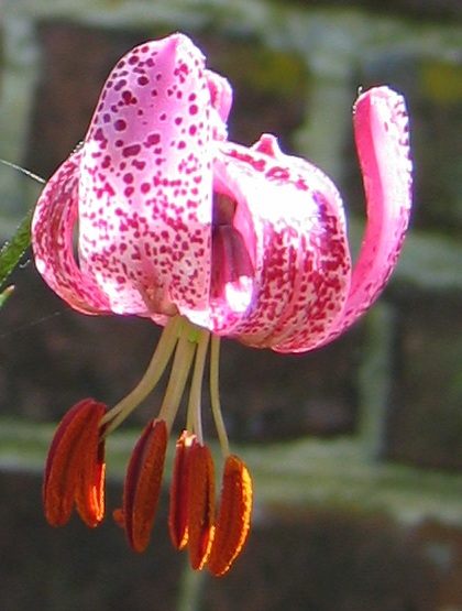 File:Lilium martagon (Dieppe).jpg