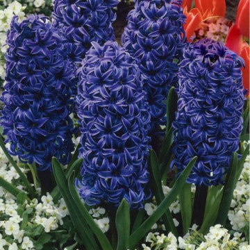 File:Hyacinth.jpg