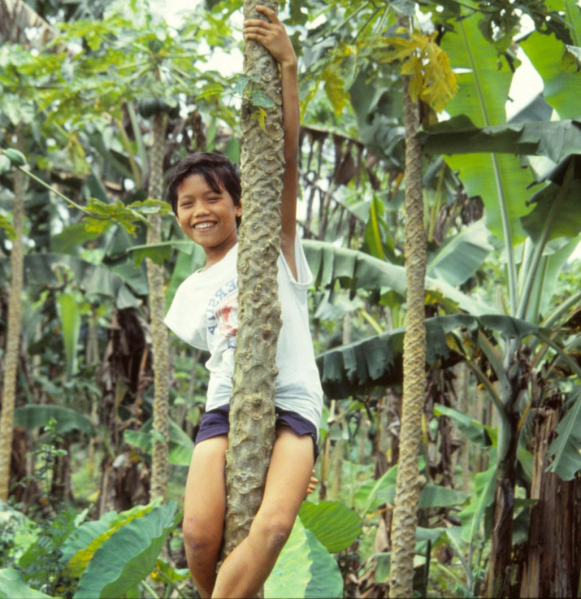 File:Indonesian boy climbing a papaya tree at Tanah Baru in Bogor, West Java Province, Java.png